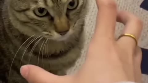 #viral video cat