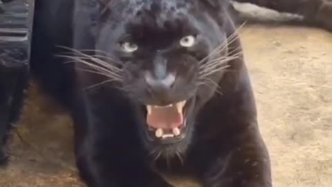 WOW, the amazing black jaguar Growling