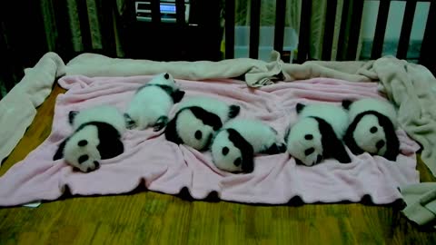 Sleeping Panda Cubs Couldn't Be Any More CUTE!