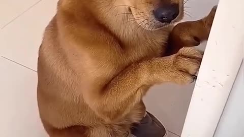 Funny Dog