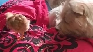 Luna the dog and Goldi the chicken, moments together ;-)