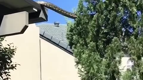 Massive snake spotted climbing a tree near house #viral #trending