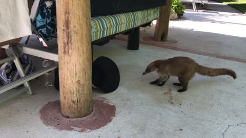 Wild coati roams Mexico resort looking for lunch