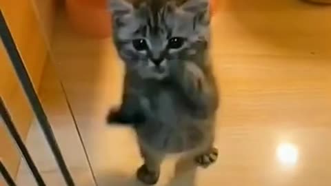 Cute Kitten Trying To Wipe The Glass