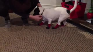 Dog struggles in new shoes