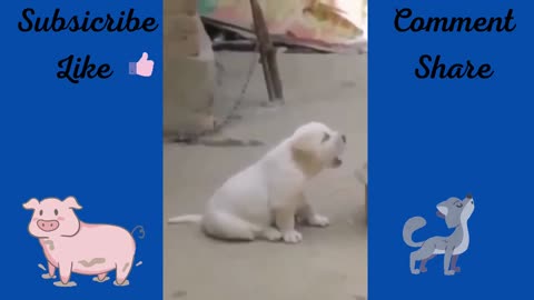 Puppy imitating cock