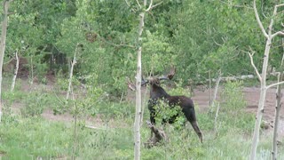 Bull Moose in front yard