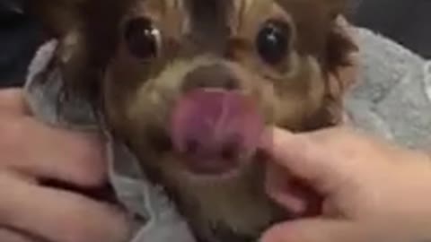 Cute Chihuahua Dog Bites Baby in Super Slow Motion
