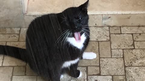 Sid, el gato acuático, disfruta de una ducha