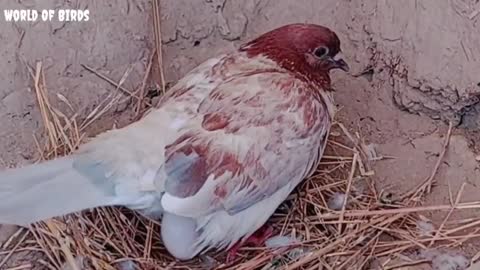 New max video of pigeons || 8 pigeons laying eggs || can be seen in this video