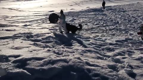 Happiest Giant Puppy!