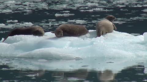 Sea lions lion alaska lce floe