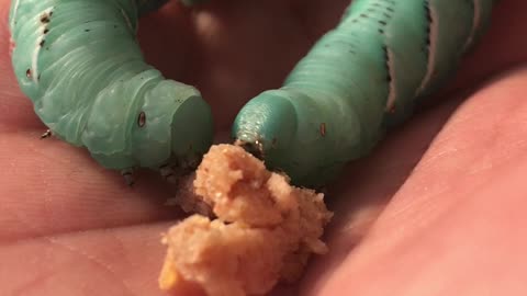 Tobacco Hornworms Eat from Hand