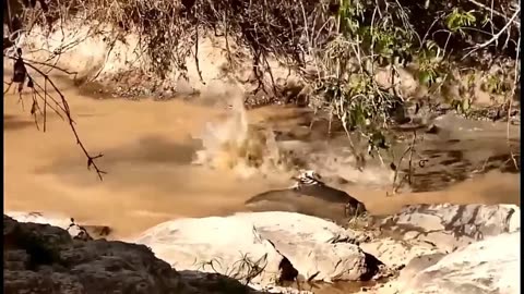 Crocodile eating water. Crocodile eats salt water. He made a giant salt shaker