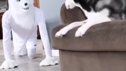 He really scared🤣🤣😂 Funny dog video 🤣#shorts