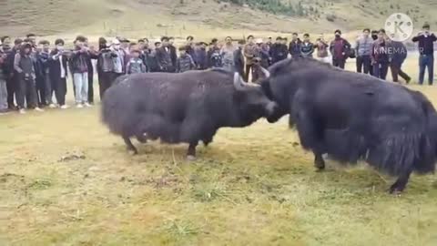 A big black Tibetan yak fight with a white one 😱😱 - TIBETA