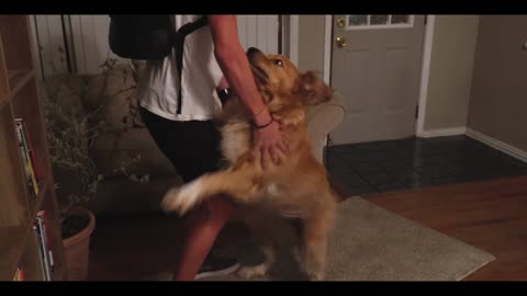Golden Retriever reunited with owner after 5 months apart