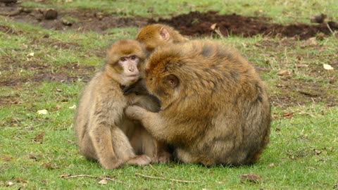 Monkeys taking care of their cub