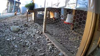 Chicken run range time lapse