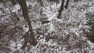 Late season Bow hunt and camera test