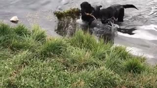 Two black dogs carry stick in pond