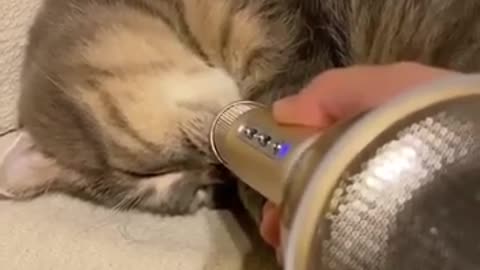 The cat that snores with special microphones.😸😺😻🎤