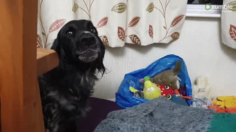 Dog Finds Cat In Her Bed, and crating