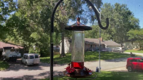 Hummingbird 2 Front Window Feeder