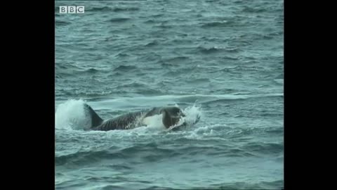 Killer Whales Playing with Their Prey | Trials Of Life | BBC Earth