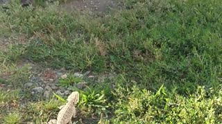 Lizard runs toward brown dog