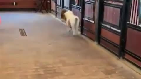 This little horse interacts with its owner