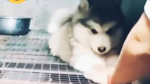Funny puppy is entertaining with his owner