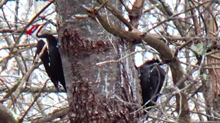 Pileated Woodpeckers