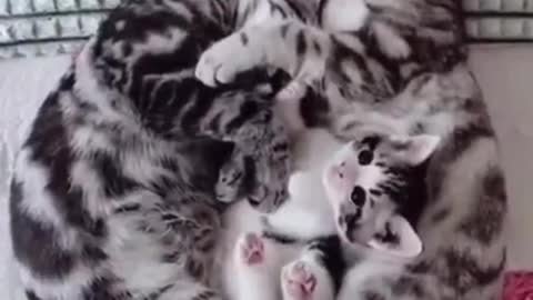 FAMILIA DE GATOS FOFOS / FUNNY Funniest Animals #shorts