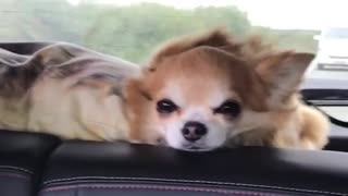 Dogy Flying Inside the Car