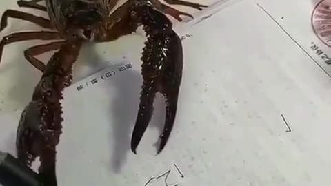 Crab is writing.
