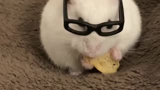 My hamster eating a banana biscotti treat with glasses on