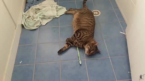 Playing bathroom soccer with my cat /ᐠ｡ꞈ｡ᐟ\