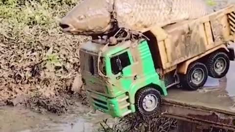 release giant fish in rice fields