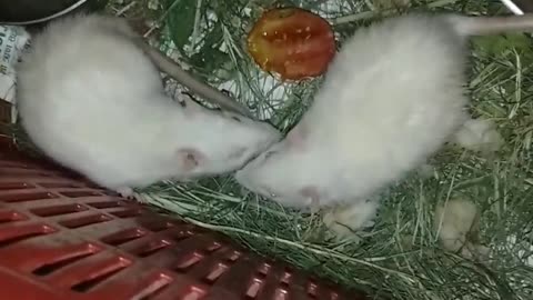 Cute couple of pet mouse