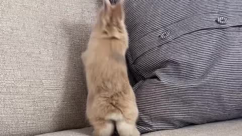 Cute rabbit