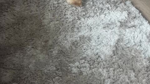 Cocker spaniel rolls around on tan carpet