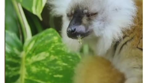 Lemurs using millipedes to get high