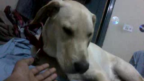 Cute Labrador Licking hand of the Owner and went to sleep