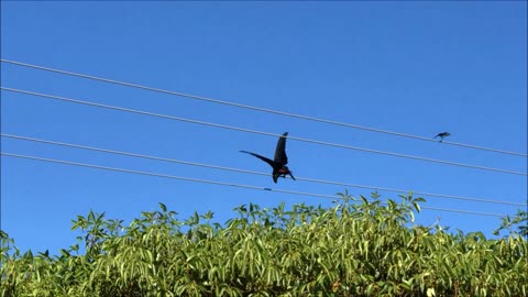 Red Tailed Black Cockatoo