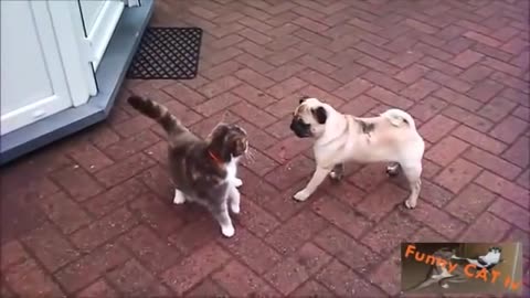Cat and dog meeting for the first time