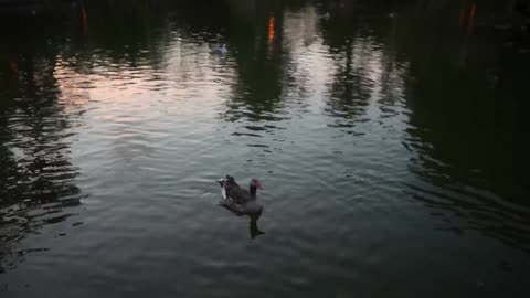 Ducks on the Lake 1#