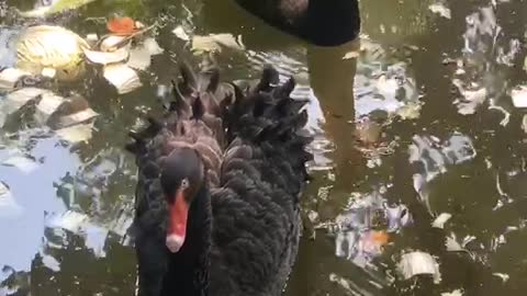 Geese and brothers