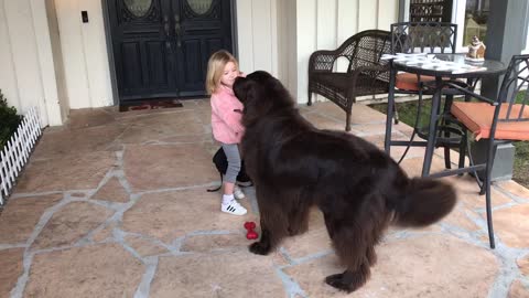 Newfoundland tries to stop best friend from leaving