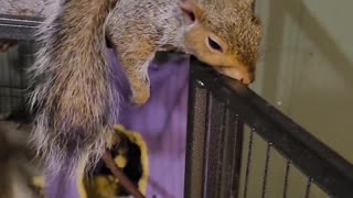 Smokey the Squirrel Loves to Be Petted